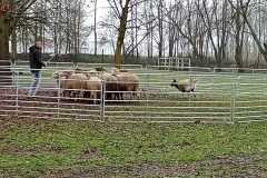 IMG-20250317-WA0033