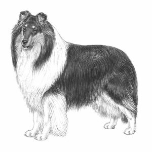 Rough Collie