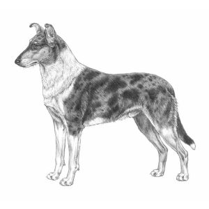 Smooth Collie